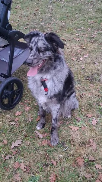 Australian shepherd kruising Romeense herder - afbeelding 4
