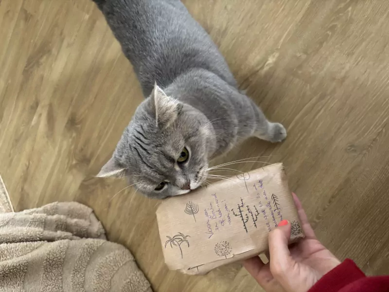 Lieve Britse korthaar poes - afbeelding 2