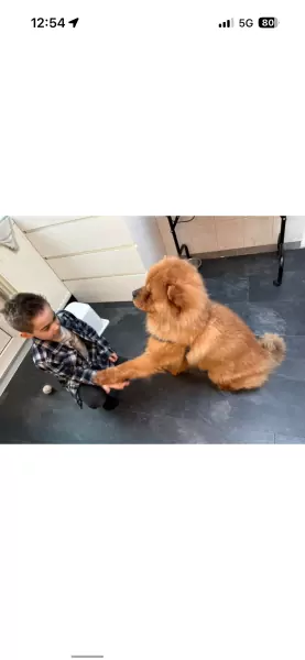Chow chow reu te koop - afbeelding 2