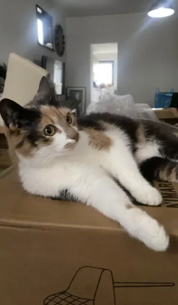 Poes zoekt nieuw huisje - afbeelding 3
