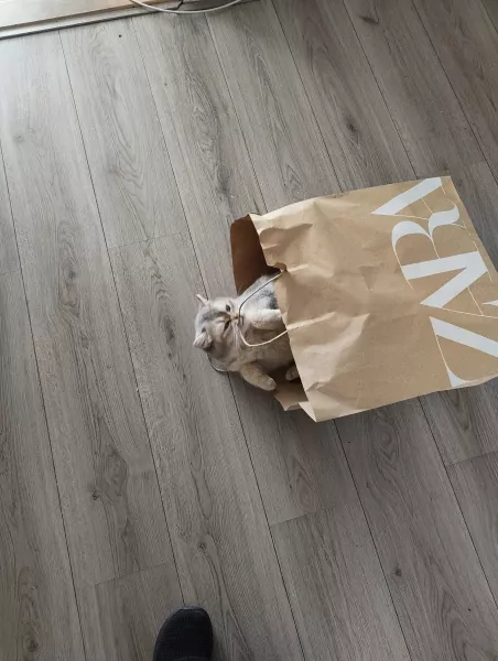 Schattige Britse korthaar - afbeelding 4