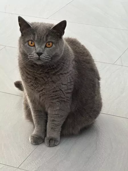 Poes te koop - afbeelding 2
