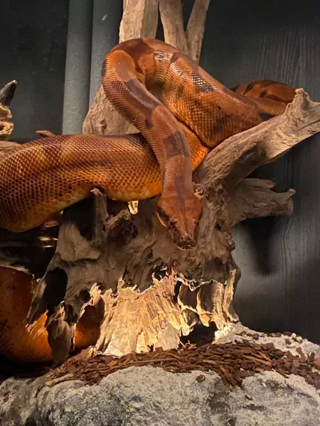 Boa constrictor Salmon Hypo Vrouw - afbeelding 5