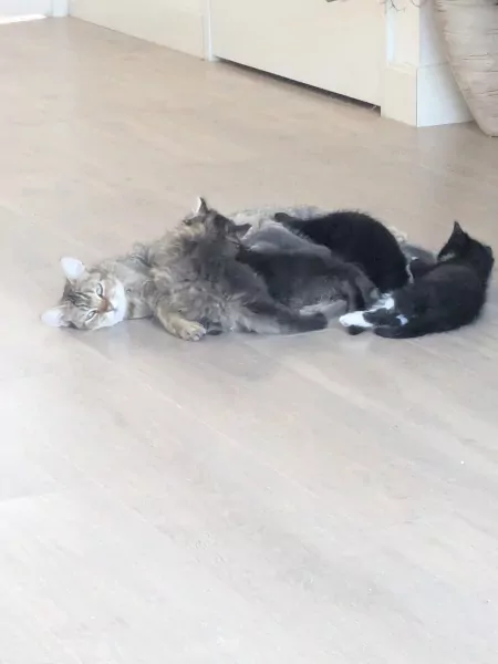 Schattige kittens geboren 28 augustus - afbeelding 2