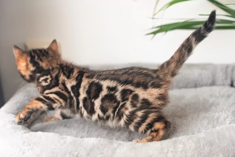 Bengaal kittens beschikbaar - afbeelding 4