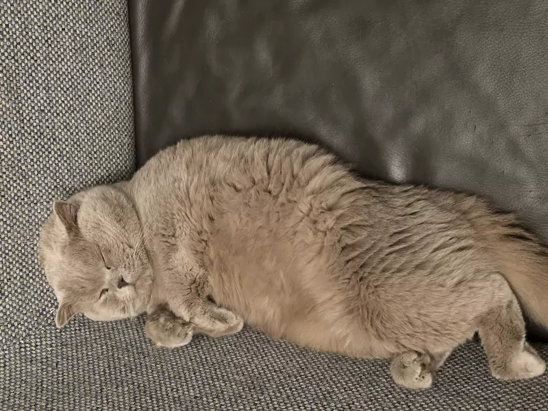 Te koop 2 katten vader en zoon - afbeelding 4