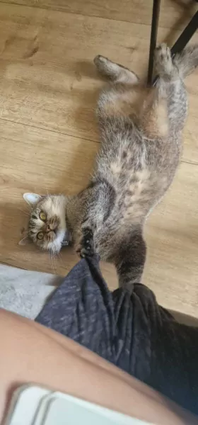 Bijzonder duo: Britse Korthaar Black Golden Tabby - afbeelding 5