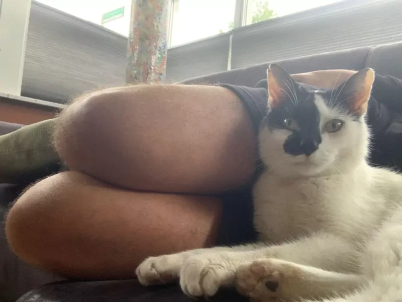 Kater Vlek (8 jaar) - afbeelding 1