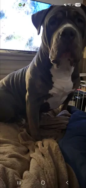 American Bully XL - afbeelding 3