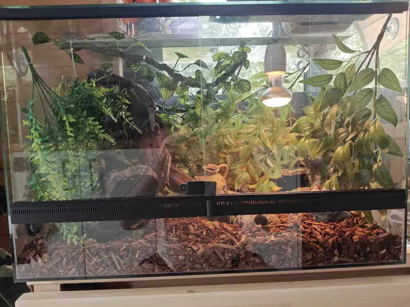 Vrouwelijke Korenslag met optioneel terrarium - afbeelding 6