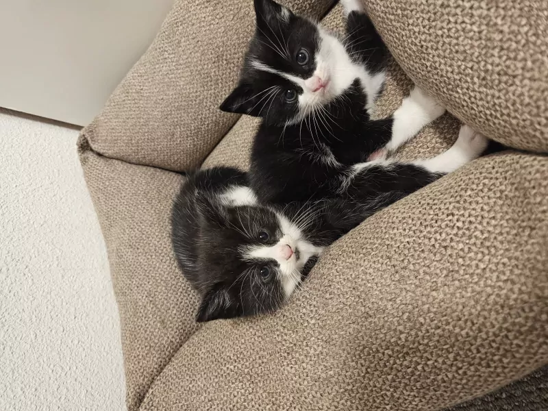 Tuxedo kittens - afbeelding 2