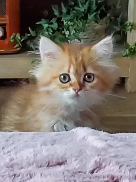 Britse langhaar - afbeelding 2