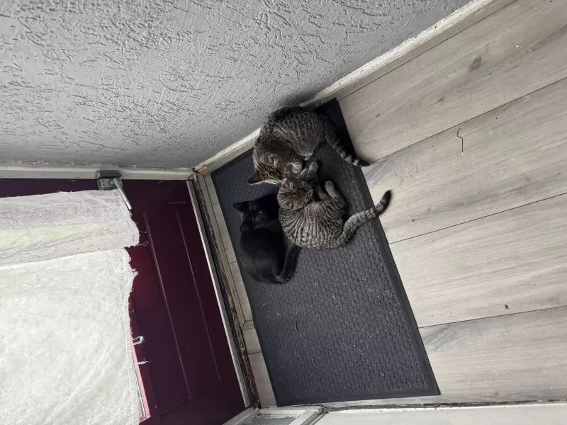 Kittens moeder is britse korthaar - afbeelding 5