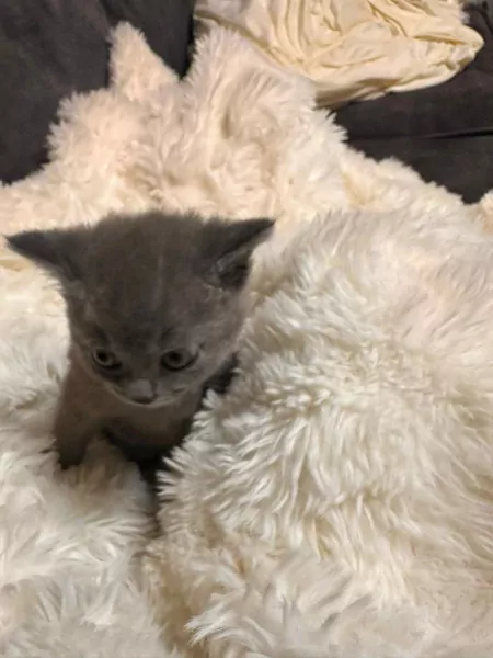 kittens, jongetje - afbeelding 4