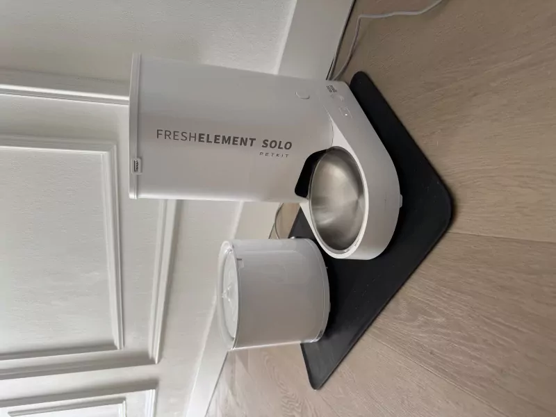 Twee prachtige Britse korthaar katten - afbeelding 5