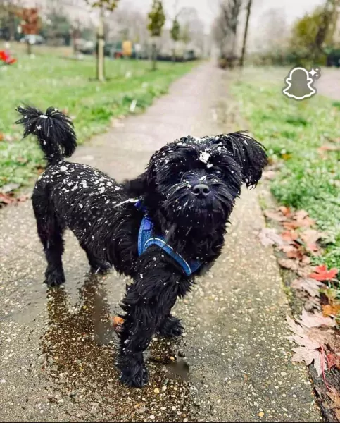 Boomer reutje - afbeelding 1