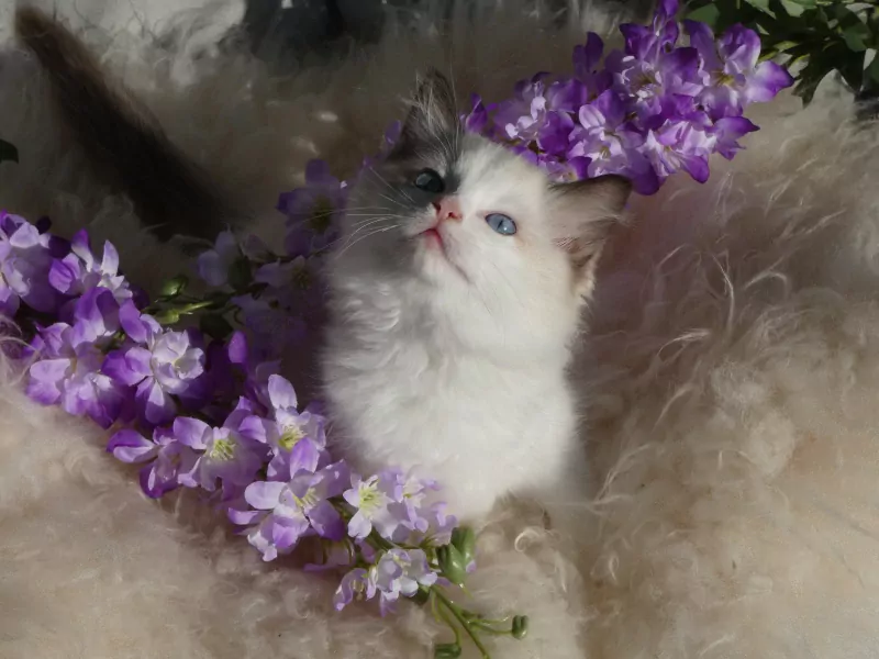 Raszuivere Ragdoll kittens uit geteste ouders met stamboom. - afbeelding 5