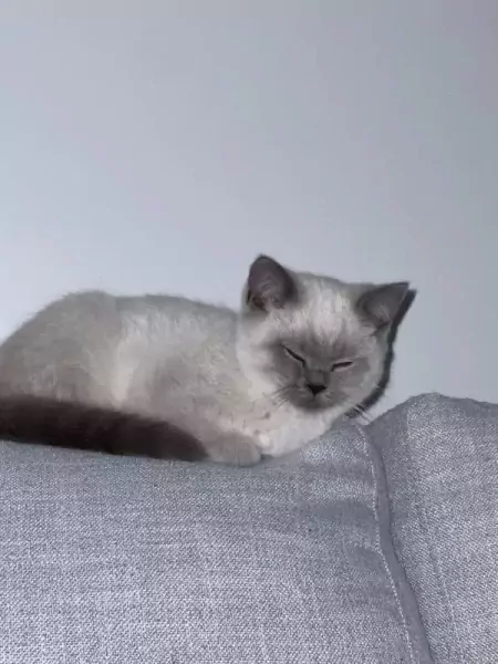 Britse korthaar - afbeelding 1