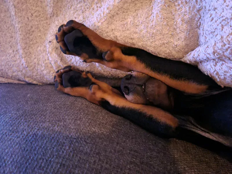 Lieve prachtige Dobermann reu te koop - afbeelding 1
