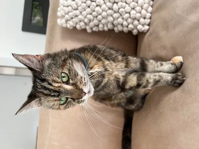 Ik zoek een nieuw plekje  🐱💕 - afbeelding 1