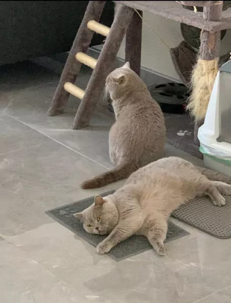 Te koop 2 katten vader en zoon - afbeelding 1