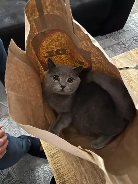 Kat te koop - afbeelding 2