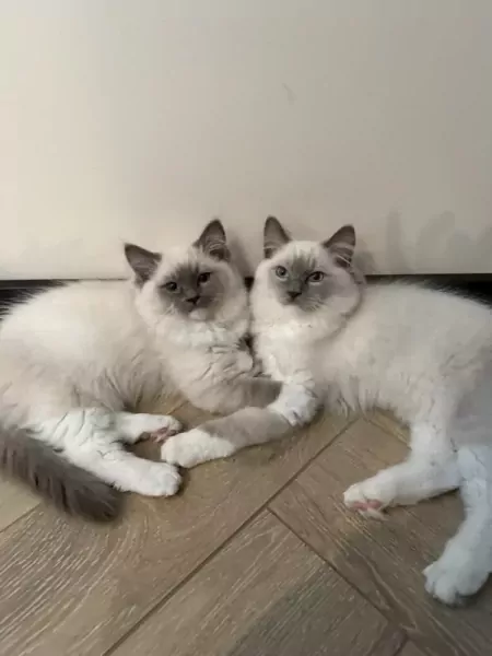 Ragdoll broertjes aangeboden - afbeelding 2