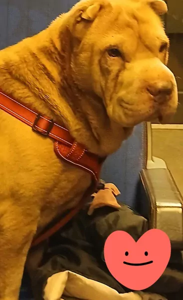 7 Jaar Ginger - Teefje Shar-pei - afbeelding 4