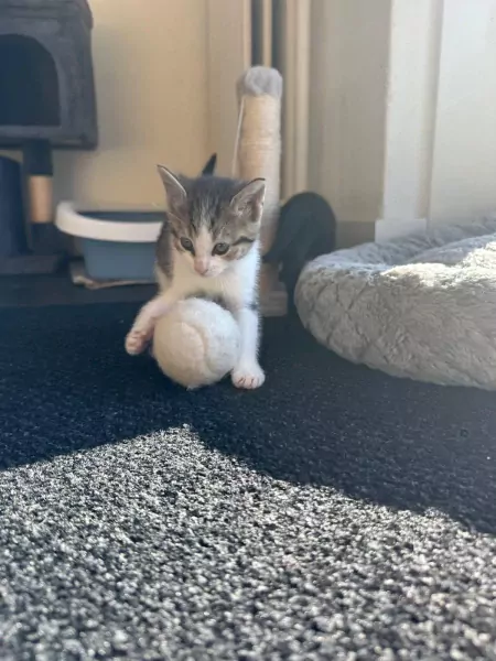 Lieve en ondernemende kittens zoeken hun nieuwe thuis - afbeelding 4
