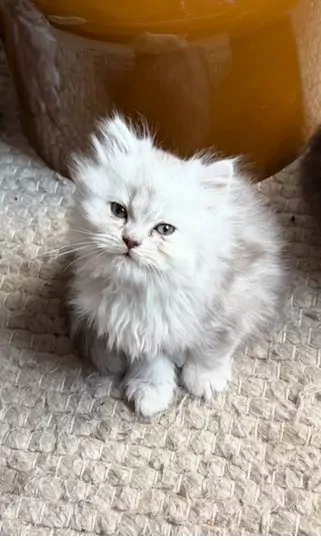 Nog 1 Brits Langhaar kitten te koop - afbeelding 1