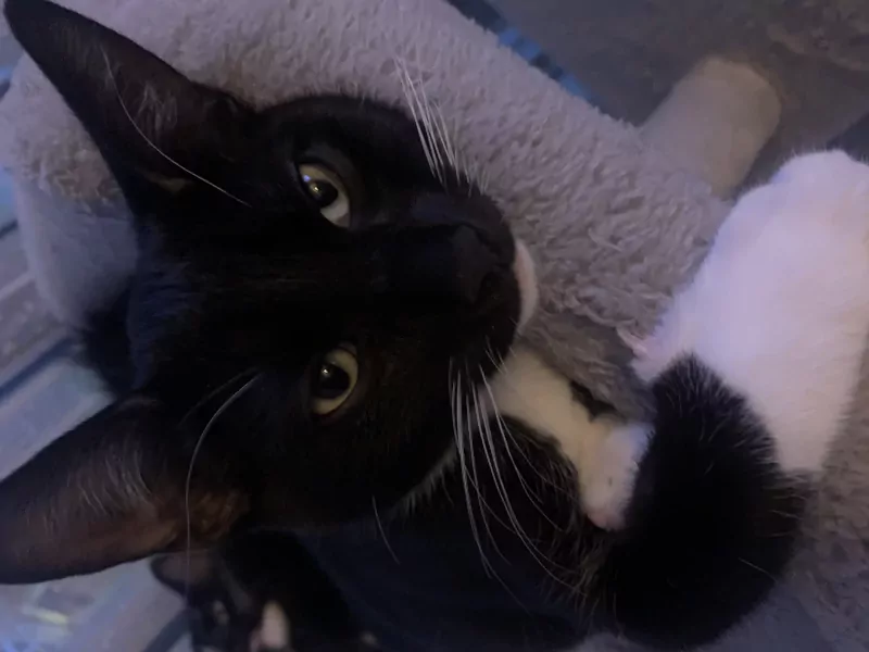 Kittens te koop - afbeelding 1