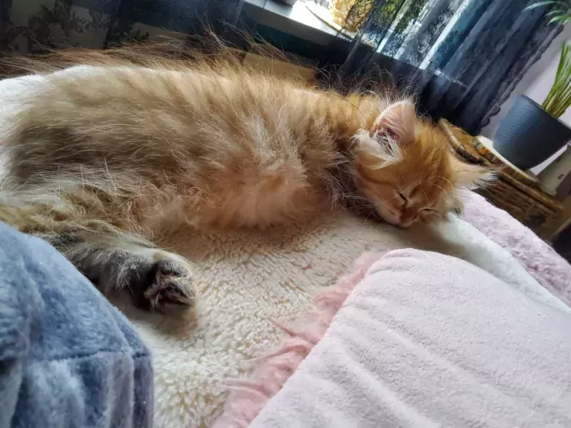 Britse langhaar - afbeelding 5