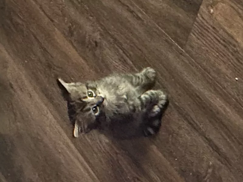 Maincoon kittens - afbeelding 3