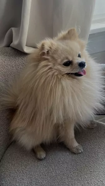 Wij zoeken een nieuw, liefdevol thuis voor onze lieve Snowy - afbeelding 3