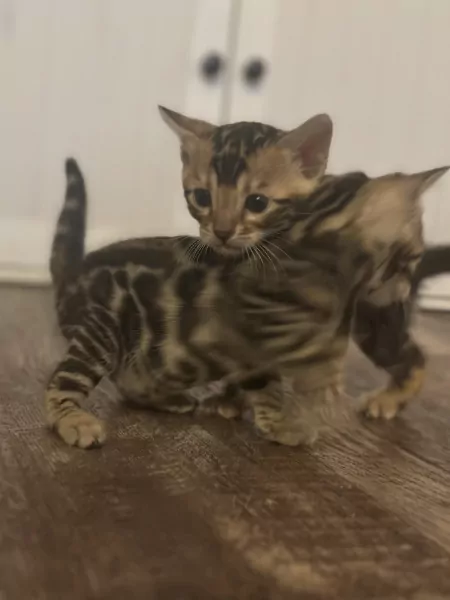 Kittens te koop - afbeelding 4