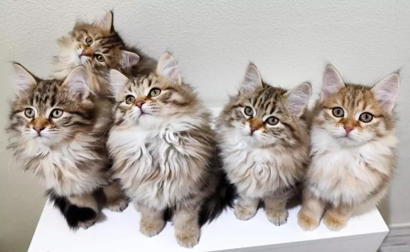 Prachtige Siberische kat kittens - afbeelding 3