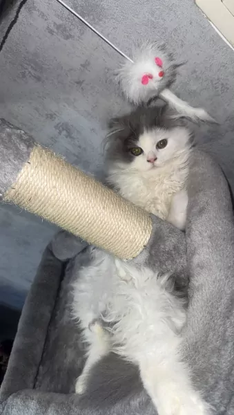 Prachtige Ragdoll × Britse Langhaar - afbeelding 3
