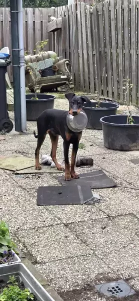 Kehemo - afbeelding 4