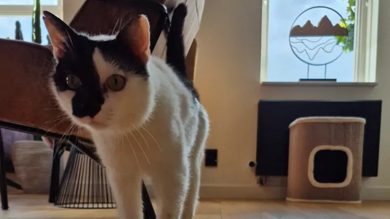 Kater Vlek (8 jaar) - afbeelding 4
