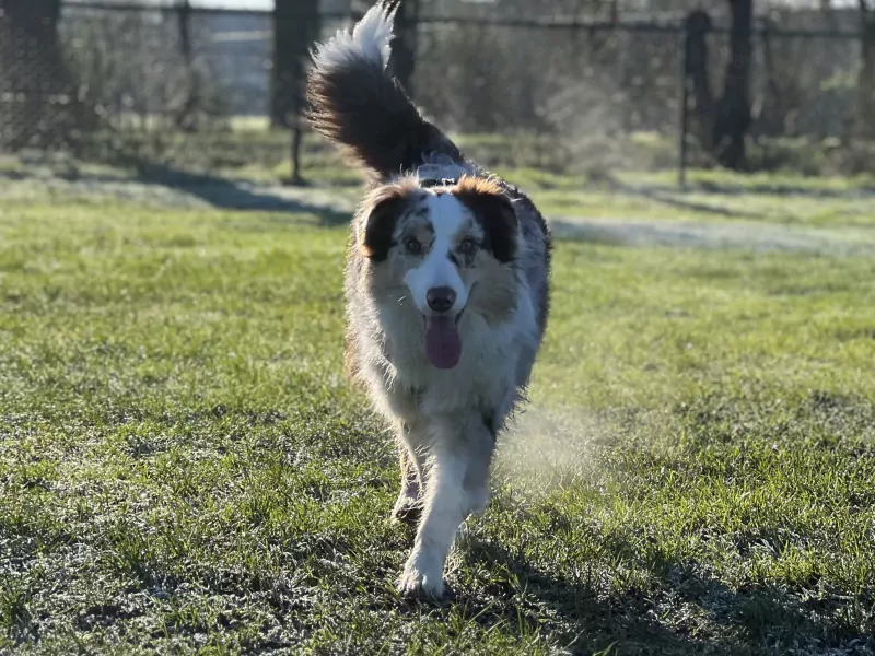 Enthousiaste aussie kruising - afbeelding 2