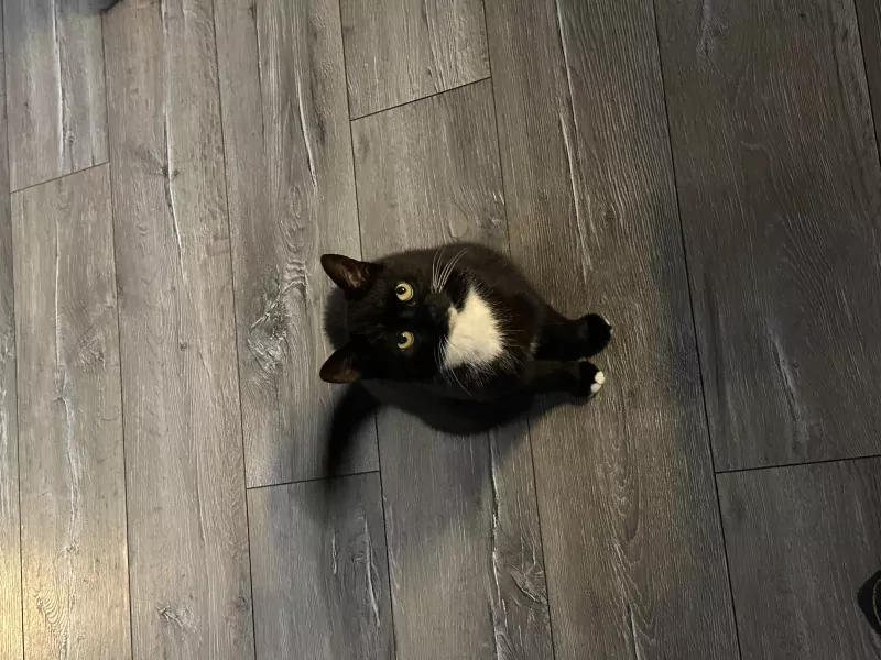 Wegens allergie ter overname, 2 lieve katten - afbeelding 2