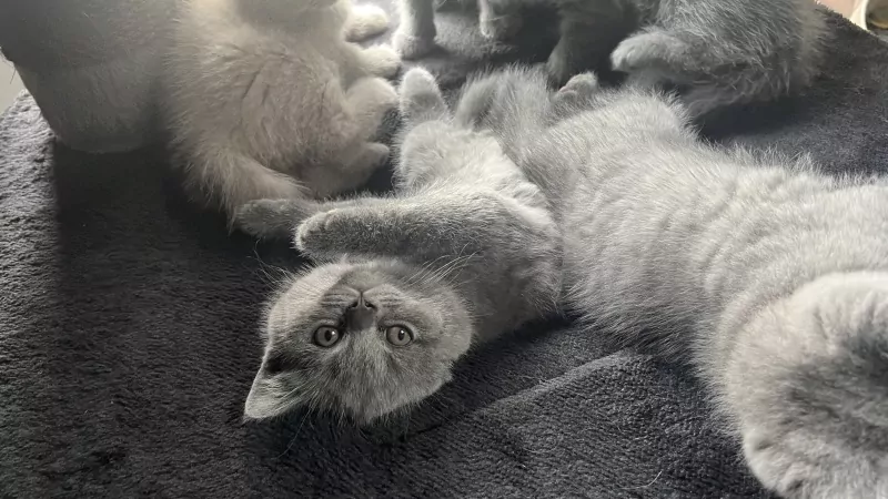 Brits korthaar kittens - afbeelding 6