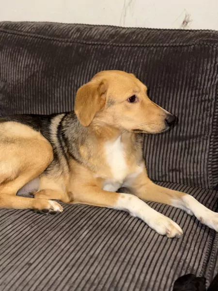 Nala zoekt een nieuw huisje! - afbeelding 2