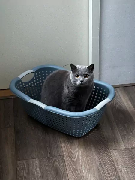 Kat te koop - afbeelding 3