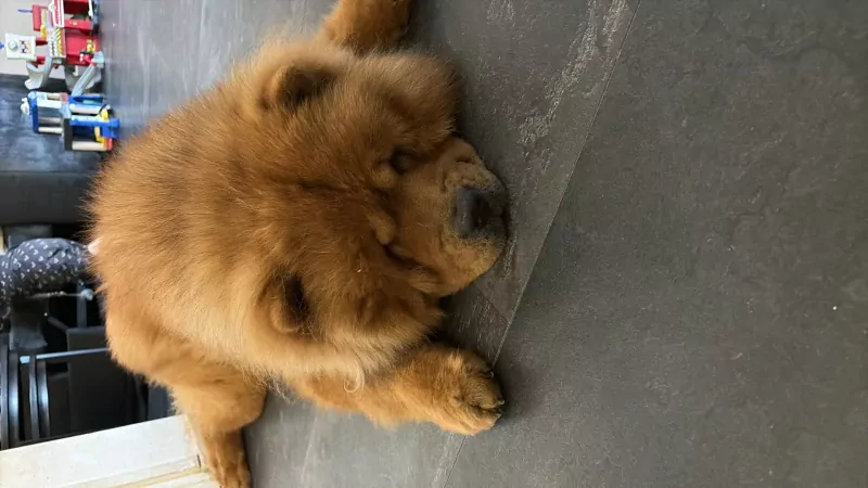 Chow chow reu te koop - afbeelding 6