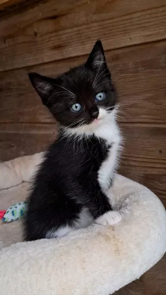 Ragdoll kittens - afbeelding 3