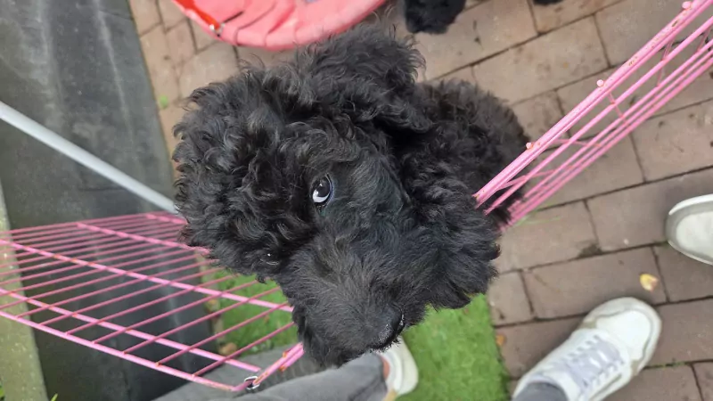 2 labradoodel reutjes - afbeelding 4