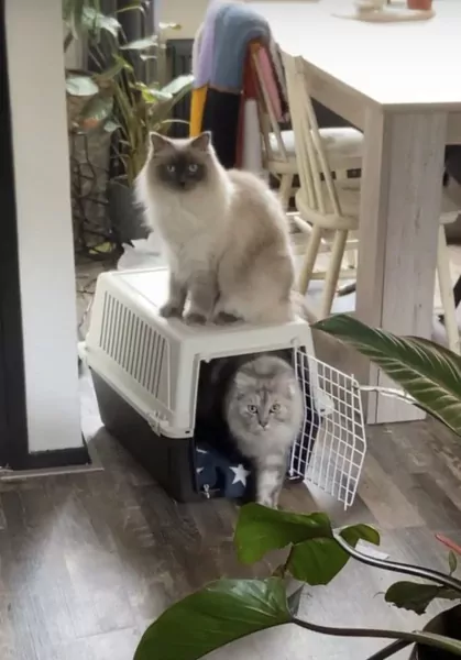 2 lieve gecastreerde katers - afbeelding 4