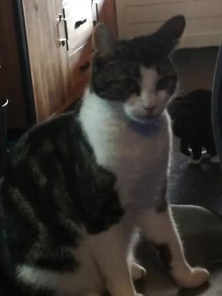 Zeer liefe poes aangeboden. - afbeelding 2