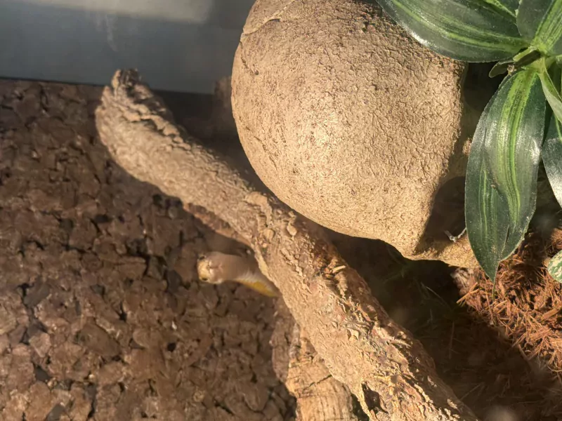 Rattenslang - 3,5 jaar oud gratis met terrarium - afbeelding 4
